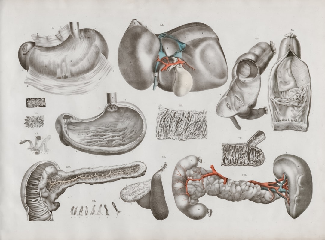 Tipos de enzimas digestivas